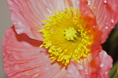 花言葉…「いたわり」「思いやり」