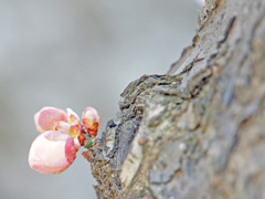 希望の芽