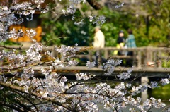 桜の向こうで