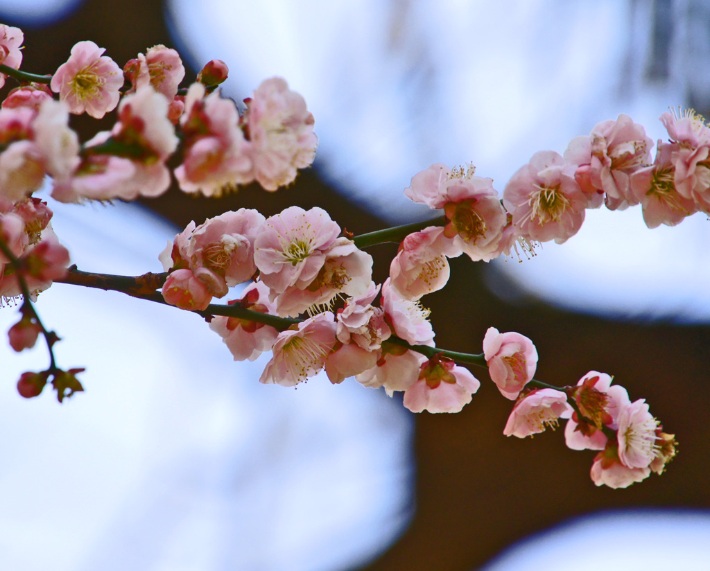 寒桜