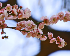 寒桜