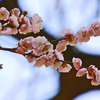寒桜