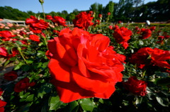 キミは薔薇より美しい…