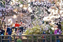 桜の花の下…