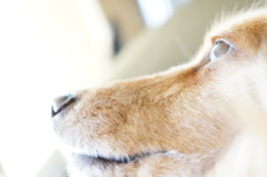 ヒカリ