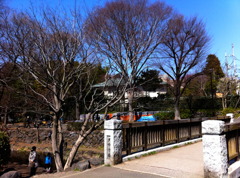 サクラが咲く前の井の頭公園