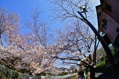 神田川沿いのサクラ