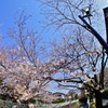 神田川沿いのサクラ