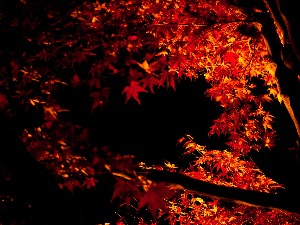 PB231809 momiji