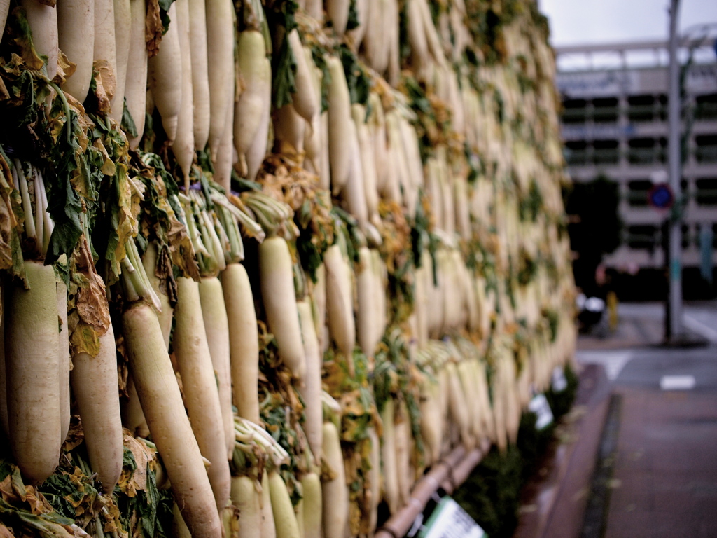 PB201759 daikon