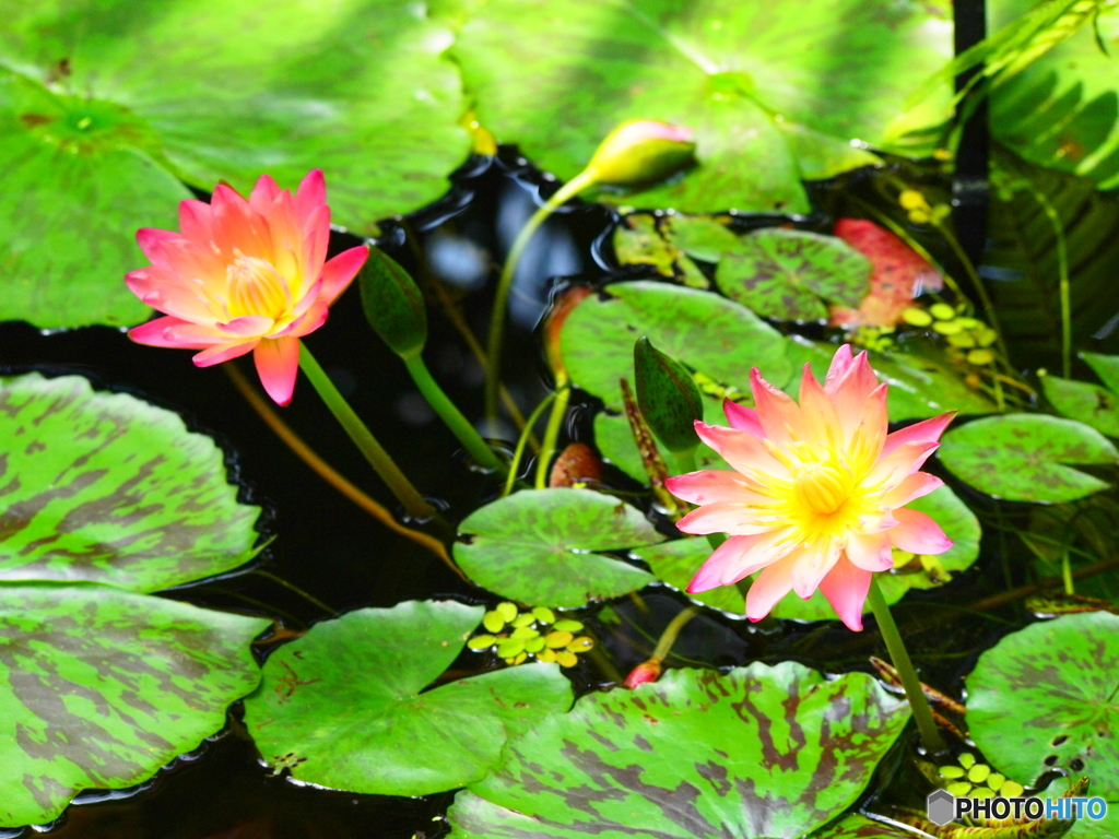 富山県中央植物園にて