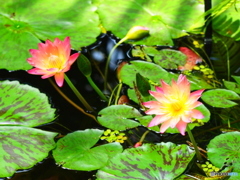富山県中央植物園にて