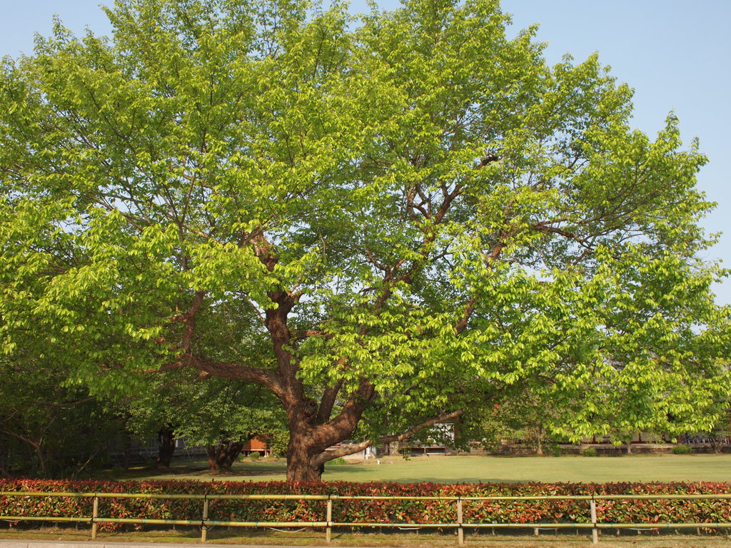 奈良公園
