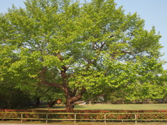 奈良公園