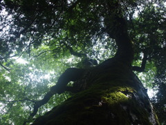上高地２