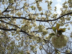 八重桜