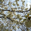 八重桜