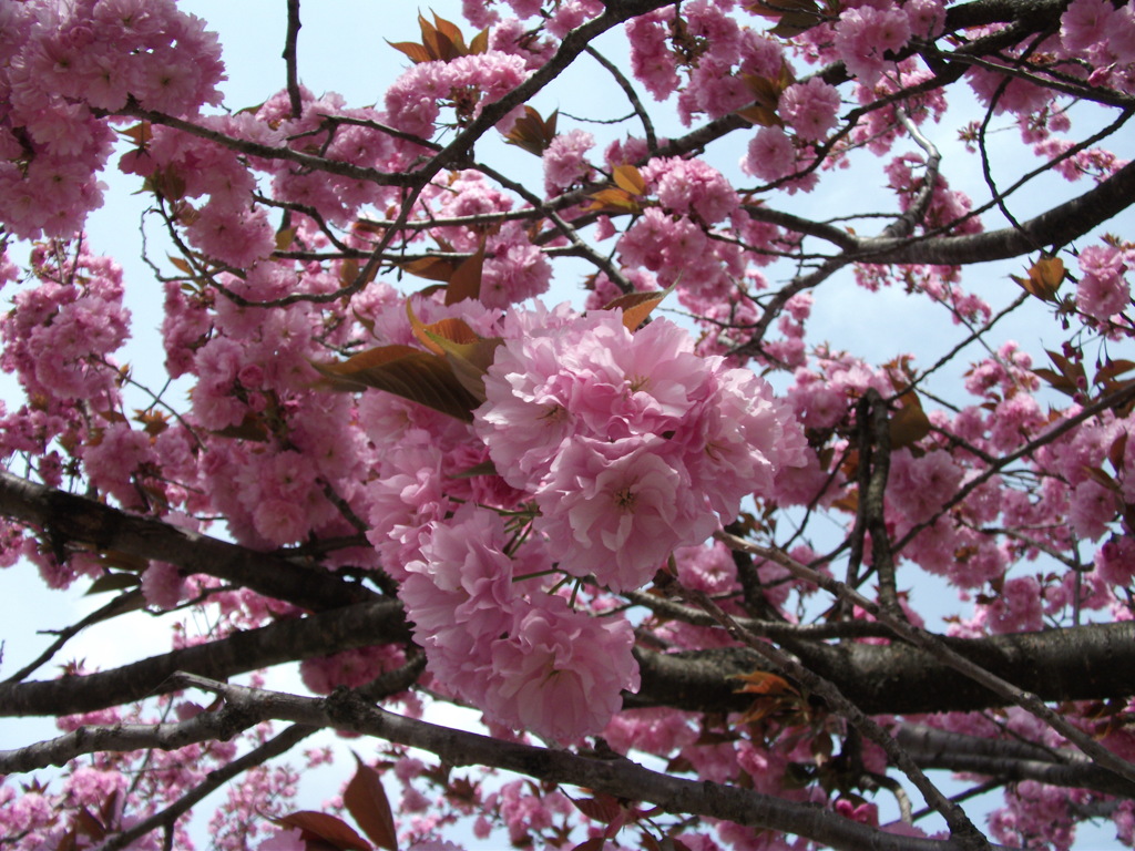 八重桜