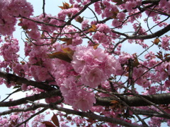 八重桜