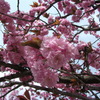 八重桜