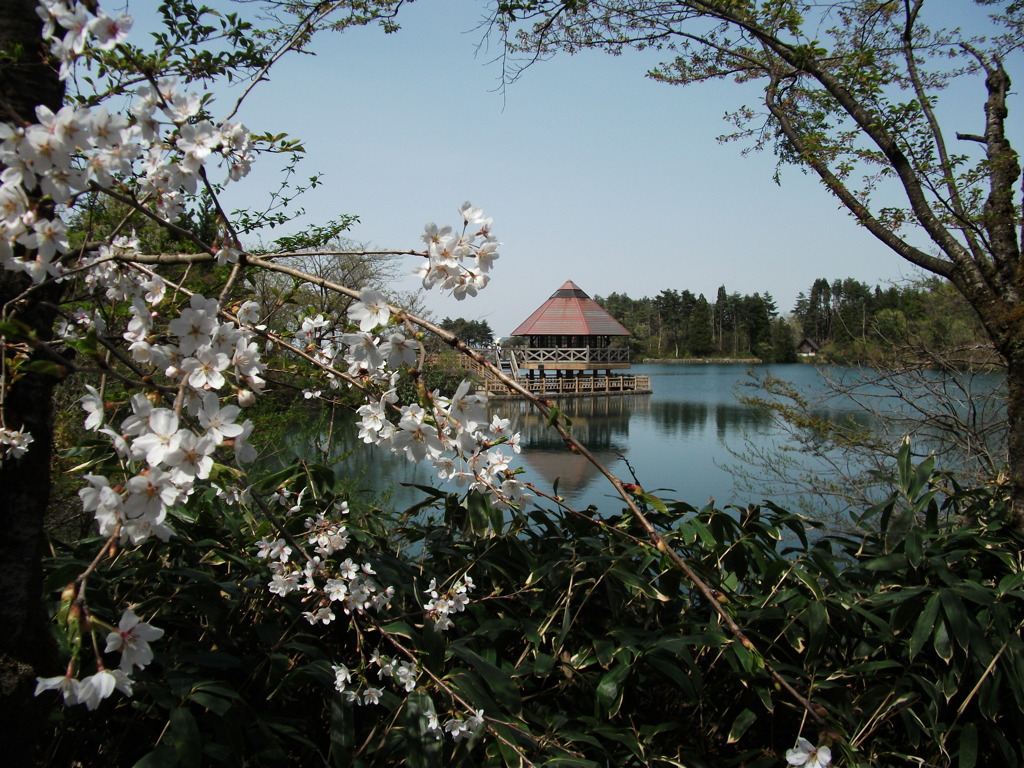 桜が池
