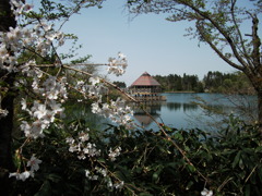 桜が池