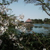 桜が池