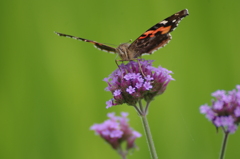 こっち見てるー！！