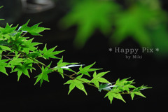 2009-06-04_0047