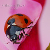 2009-05-22_0051