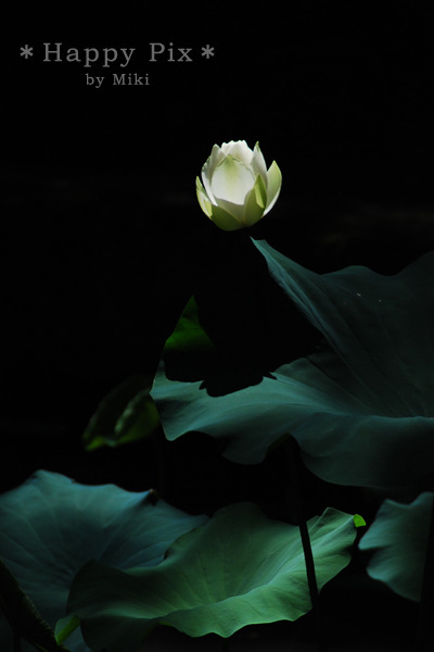 2008-07-26(7)