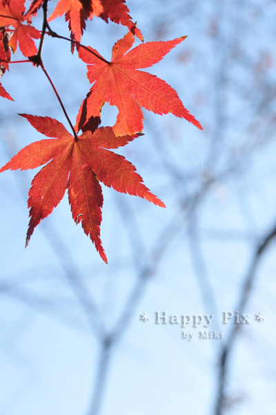 2010-11-27_1056