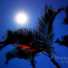 沖縄の夜空
