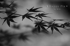 2011-09-19_4484