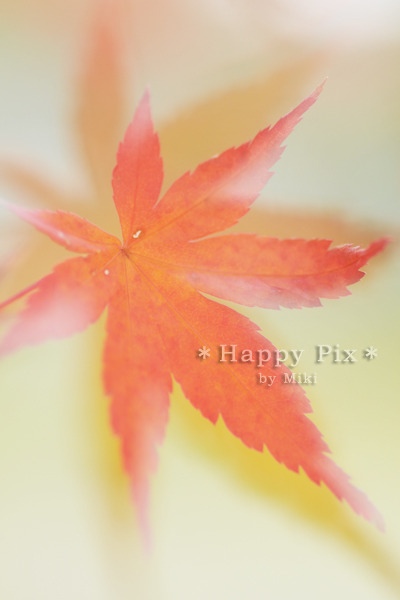 2010-11-25_0267