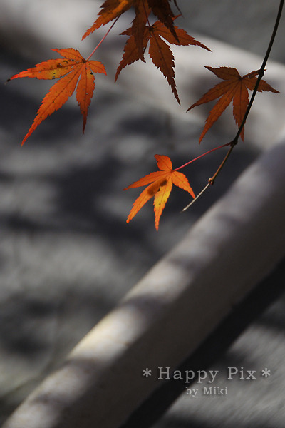 2009-11-26_0009