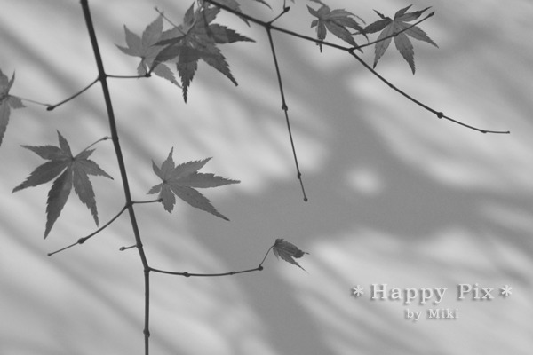 2009-11-26_0037