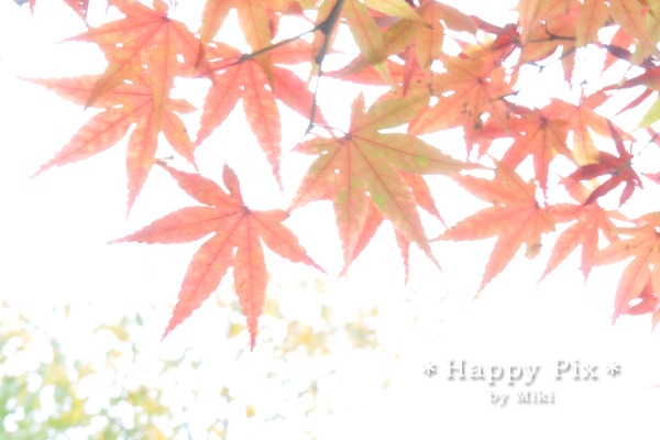 2009-11-16_1665