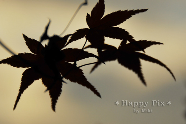 2009-11-21_2155