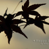 2009-11-21_2155