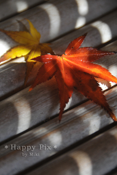 2009-11-26_0205