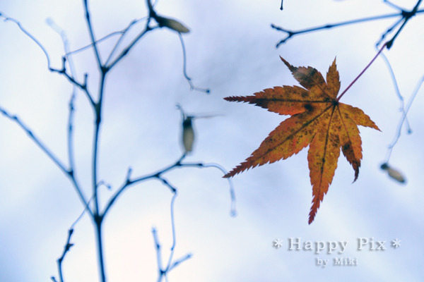 2009-11-28_1793