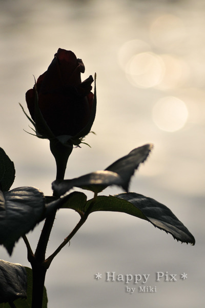 2011-05-21_6062