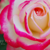 2009-05-22_0199