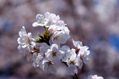 桜MACRO100F2.8