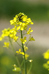 菜の花
