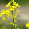 菜の花