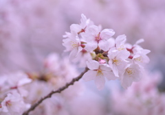 桜一枝