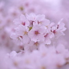 桜満開