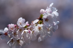 桜135F1.8